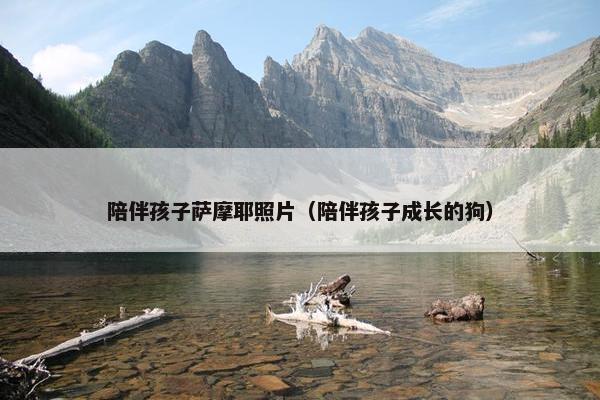 陪伴孩子萨摩耶照片（陪伴孩子成长的狗）