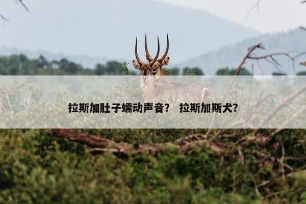 拉斯加肚子蠕动声音？ 拉斯加斯犬？