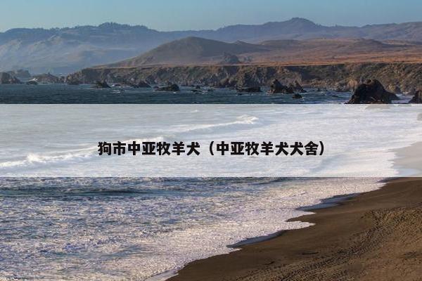 狗市中亚牧羊犬（中亚牧羊犬犬舍）