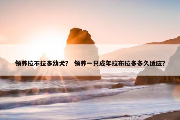 领养拉不拉多幼犬？ 领养一只成年拉布拉多多久适应？