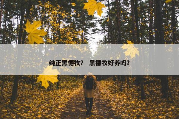 纯正黑德牧？ 黑德牧好养吗？