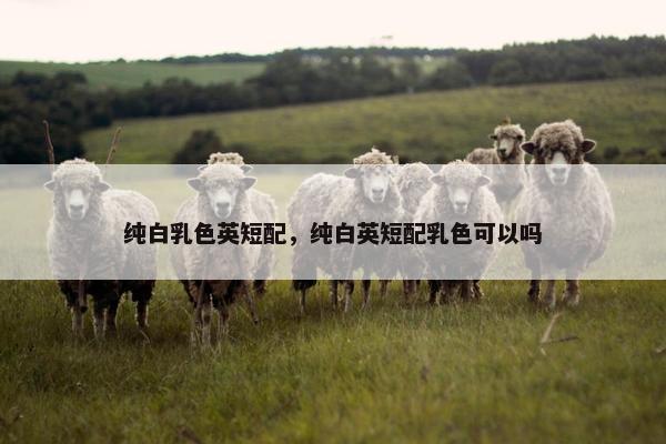 纯白乳色英短配，纯白英短配乳色可以吗