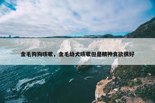 金毛狗狗咳嗽，金毛幼犬咳嗽但是精神食欲很好