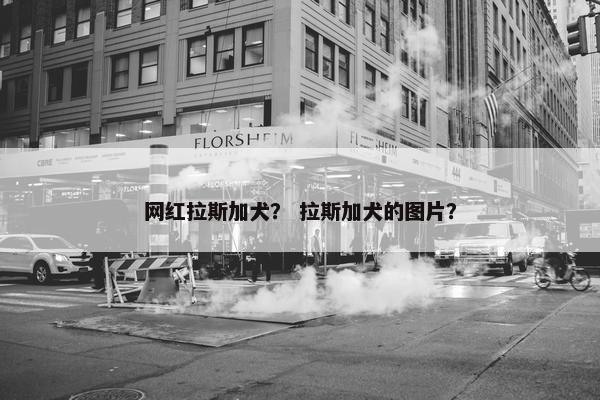 网红拉斯加犬？ 拉斯加犬的图片？