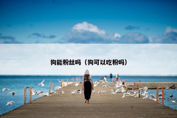 狗能粉丝吗（狗可以吃粉吗）