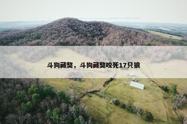 斗狗藏獒，斗狗藏獒咬死17只狼