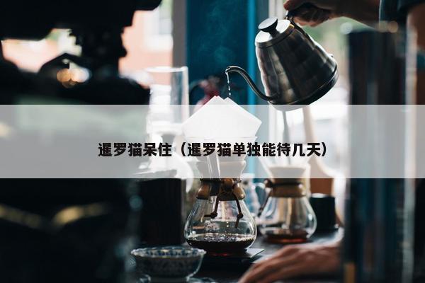 暹罗猫呆住（暹罗猫单独能待几天）