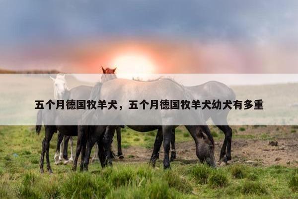 五个月德国牧羊犬，五个月德国牧羊犬幼犬有多重