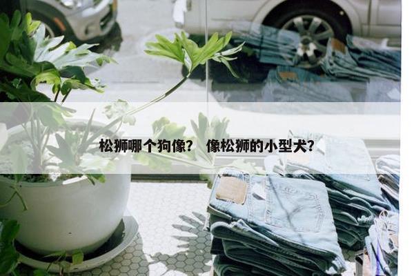 松狮哪个狗像？ 像松狮的小型犬？