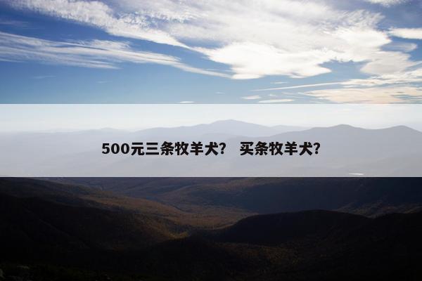 500元三条牧羊犬？ 买条牧羊犬？