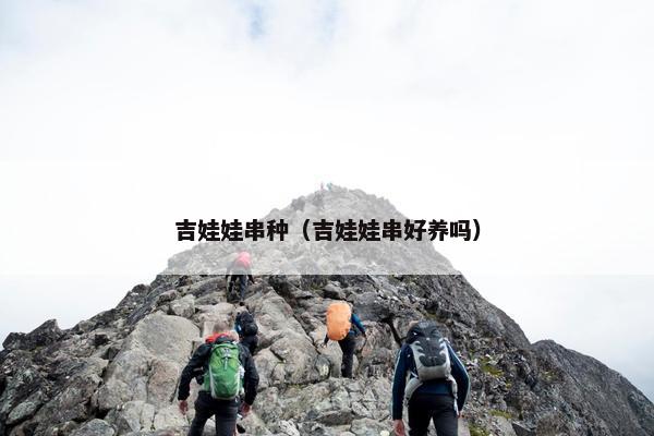 吉娃娃串种（吉娃娃串好养吗）