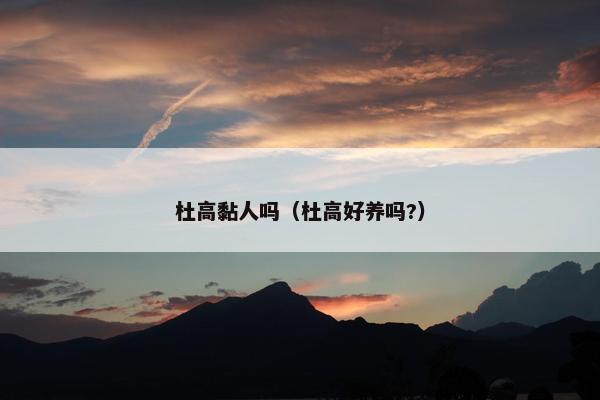 杜高黏人吗（杜高好养吗?）