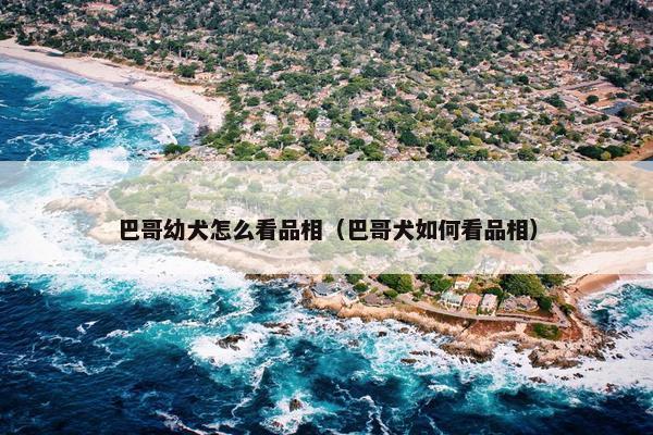 巴哥幼犬怎么看品相（巴哥犬如何看品相）