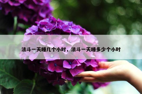 法斗一天睡几个小时，法斗一天睡多少个小时