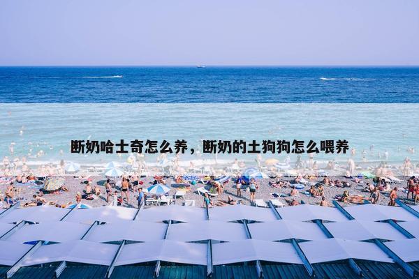 断奶哈士奇怎么养，断奶的土狗狗怎么喂养