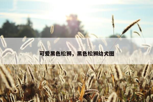 可爱黑色松狮，黑色松狮幼犬图
