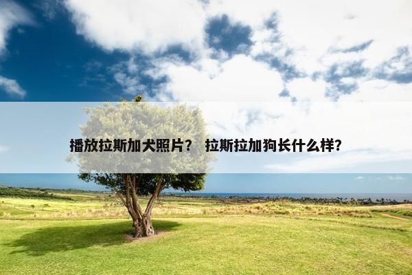 播放拉斯加犬照片？ 拉斯拉加狗长什么样？