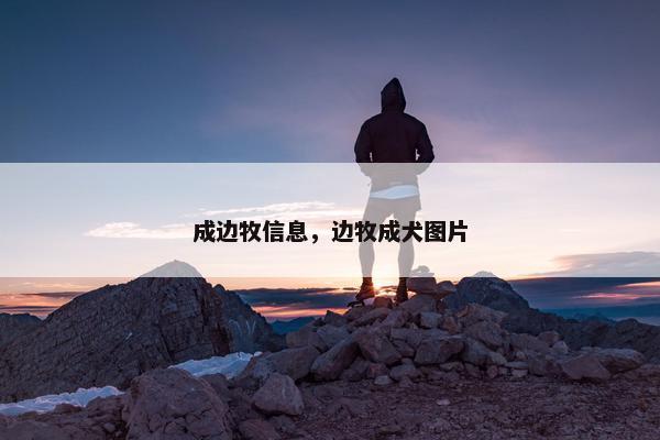 成边牧信息，边牧成犬图片