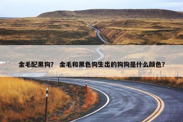 金毛配黑狗？ 金毛和黑色狗生出的狗狗是什么颜色？