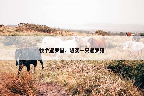 找个暹罗猫，想买一只暹罗猫