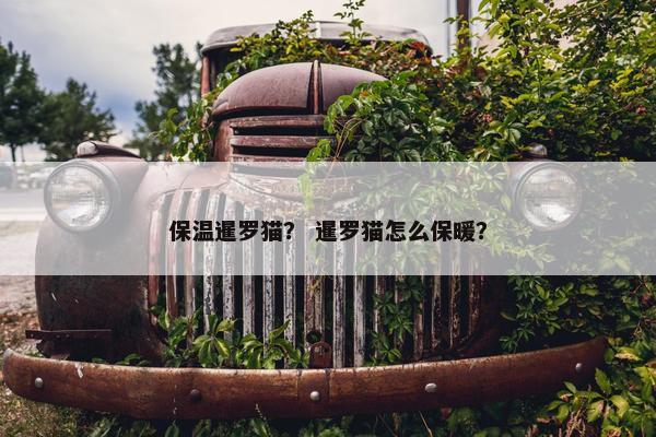 保温暹罗猫？ 暹罗猫怎么保暖？