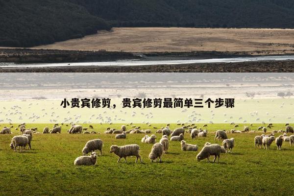 小贵宾修剪，贵宾修剪最简单三个步骤