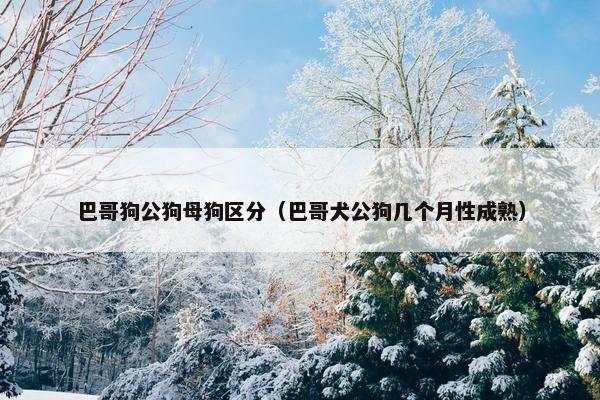 巴哥狗公狗母狗区分（巴哥犬公狗几个月性成熟）