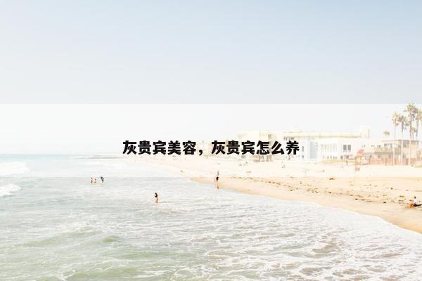 灰贵宾美容，灰贵宾怎么养