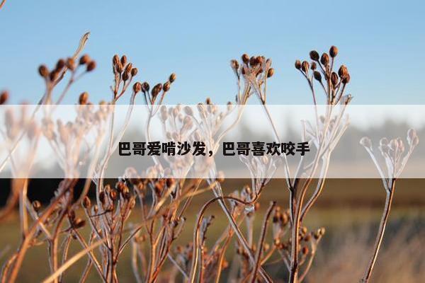 巴哥爱啃沙发，巴哥喜欢咬手