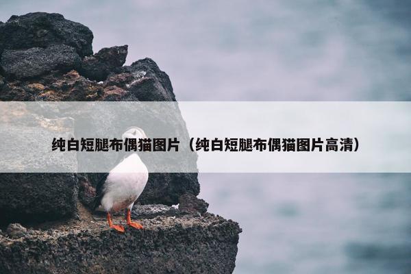 纯白短腿布偶猫图片（纯白短腿布偶猫图片高清）