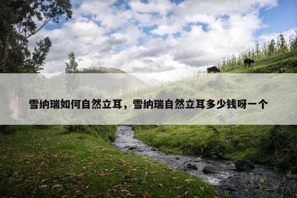 雪纳瑞如何自然立耳，雪纳瑞自然立耳多少钱呀一个