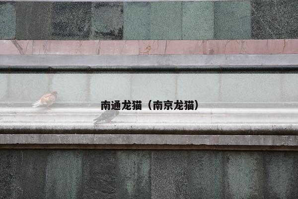 南通龙猫（南京龙猫）
