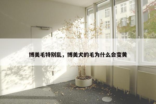 博美毛特别乱，博美犬的毛为什么会变黄