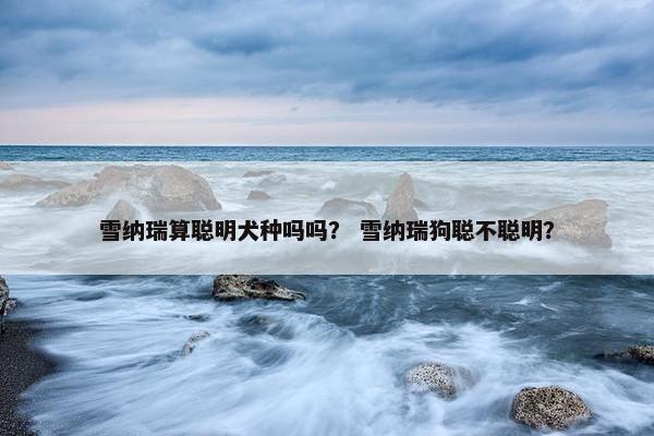 雪纳瑞算聪明犬种吗吗？ 雪纳瑞狗聪不聪明？