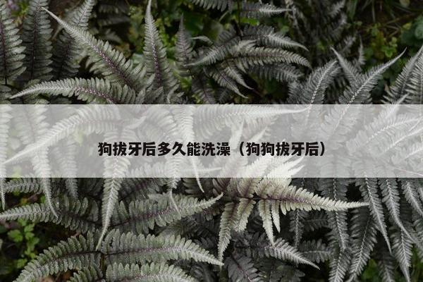 狗拔牙后多久能洗澡（狗狗拔牙后）