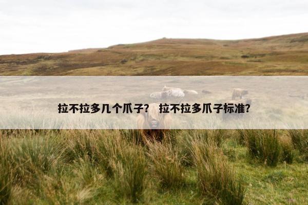 拉不拉多几个爪子？ 拉不拉多爪子标准？