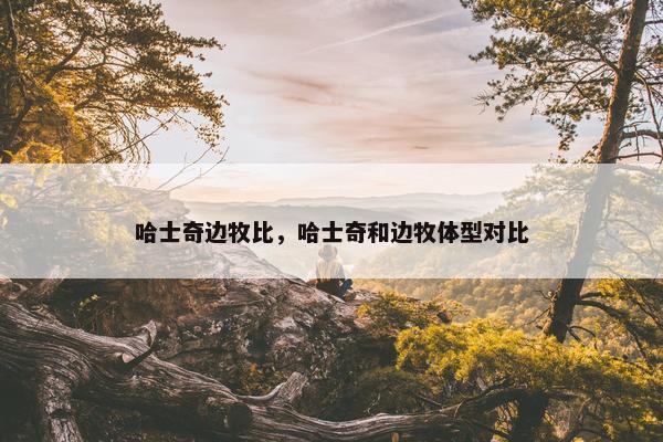 哈士奇边牧比，哈士奇和边牧体型对比