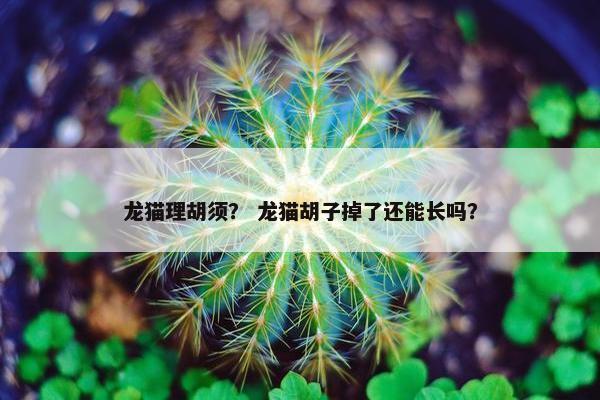 龙猫理胡须？ 龙猫胡子掉了还能长吗？