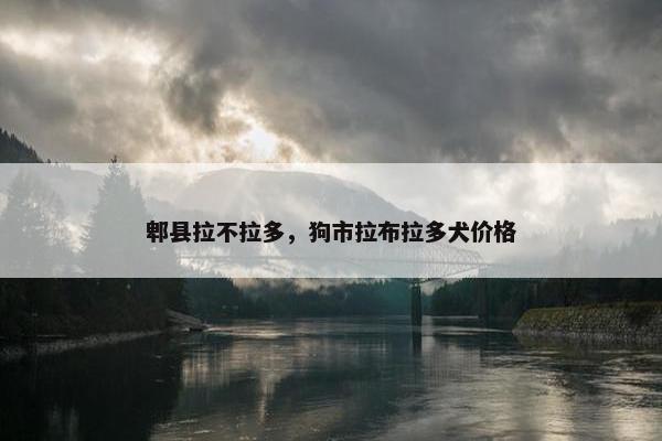 郫县拉不拉多，狗市拉布拉多犬价格