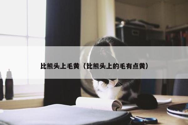 比熊头上毛黄（比熊头上的毛有点黄）