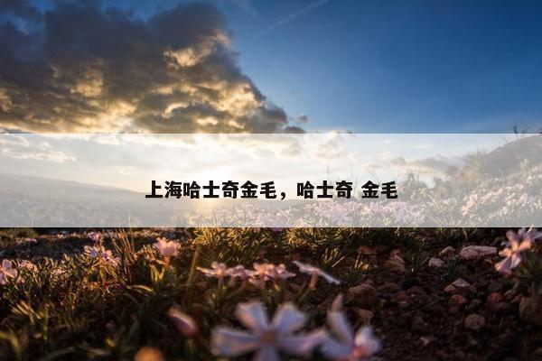 上海哈士奇金毛，哈士奇 金毛
