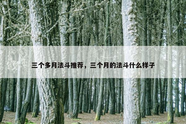 三个多月法斗推荐，三个月的法斗什么样子