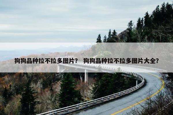 狗狗品种拉不拉多图片？ 狗狗品种拉不拉多图片大全？