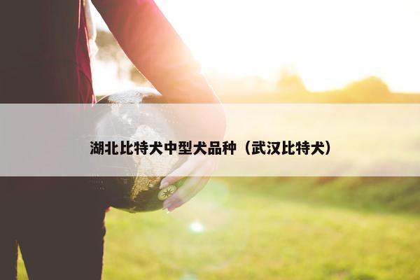 湖北比特犬中型犬品种（武汉比特犬）