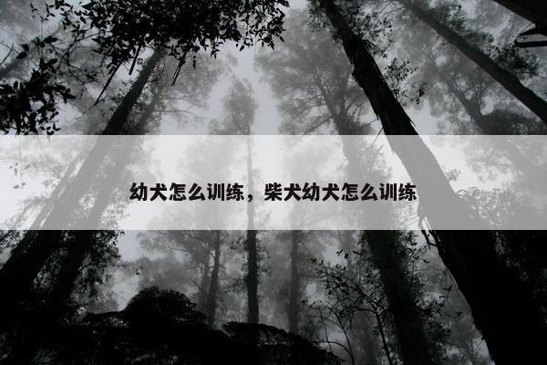 幼犬怎么训练，柴犬幼犬怎么训练