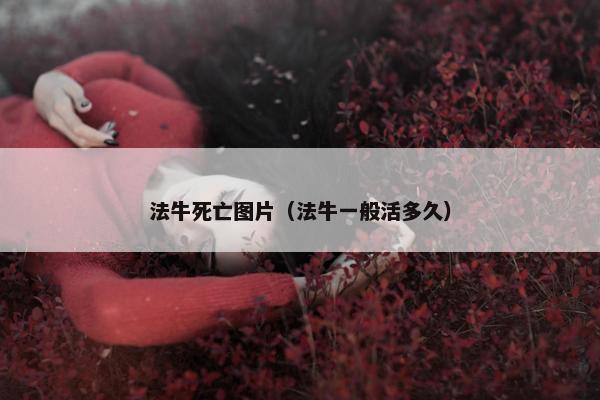 法牛死亡图片（法牛一般活多久）
