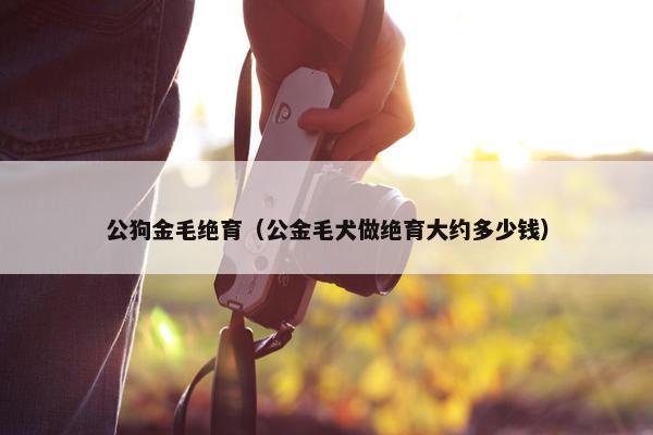 公狗金毛绝育（公金毛犬做绝育大约多少钱）