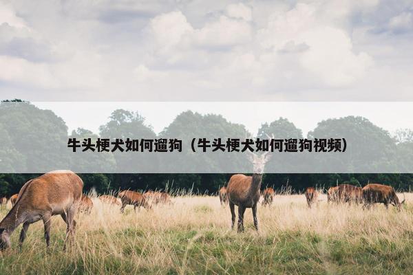 牛头梗犬如何遛狗（牛头梗犬如何遛狗视频）
