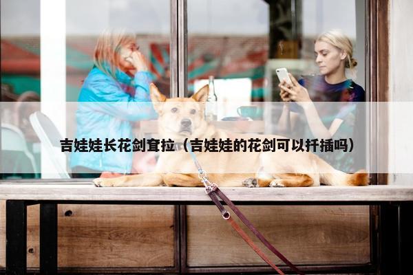 吉娃娃长花剑耷拉（吉娃娃的花剑可以扦插吗）