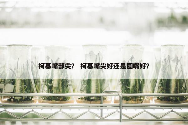 柯基嘴部尖？ 柯基嘴尖好还是圆嘴好？